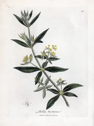 Rubia tinctorum. Incisione a mano colorata su rame da un