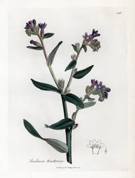 Bugloss tintoria, Anchusa tinctoria