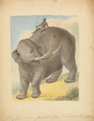 Elefante con cavaliere