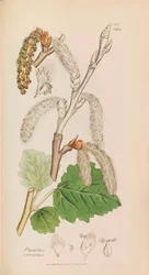 Botanica Inglese