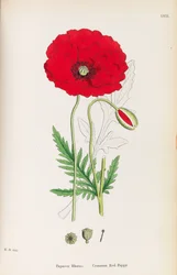 Botanica inglese, 1790-1800