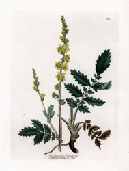 Agrimonia, Agrimonia eupatoria. Incisione a mano colorata da un