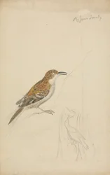 Rampichino eurasiatico