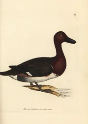 Moretta tabaccata, Aythya nyroca (Anas nyroca, anatra dal ciuffo olivastro). Incisione su rame acquerellata a mano di James Sowerby da The British Miscellany, or Coloured figures of new, rare, or little known animal subjects.