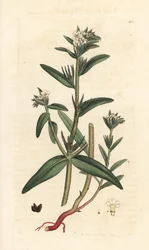 Buglossoides arvensis