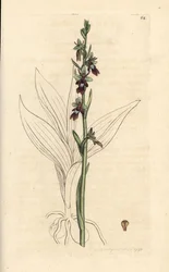 Ophrys insectifera