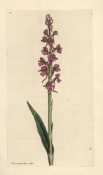 Orchidea profumata, Gymnadenia conopsea. Incisione a mano colorata su rame da un