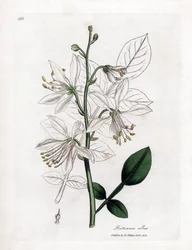 Fraxinella bianca o dittamo bastardo, Dictamnus albus. Incisione a mano colorata da un