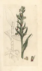 Orchidea rana, Dactylorhiza viridis. Incisione a mano colorata su rame da un