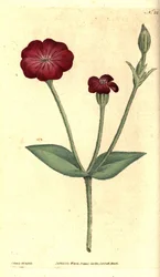 Papavero da giardino - Licnide rosea, Silene coronaria (Agrostemma coronaria). Incisione su rame colorata a mano e illustrazione botanica di James Sowerby da The Botanical Magazine di William Curtis, Lambeth Marsh, Londra