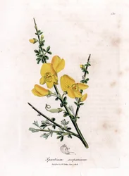 Ginestra comune, Cytisus scoparius. Incisione a mano colorata da un