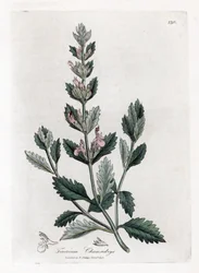 Camedrio comune, Teucrium chamaedrys. Incisione a mano colorata da un