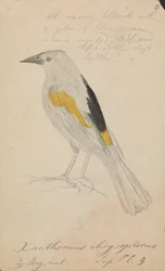 Cacico dalle Ali Dorate