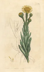 Finocchio marino dorato, Limbarda crithmoides