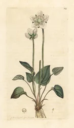 Parnassia palustris. Incisione a mano colorata su rame da un