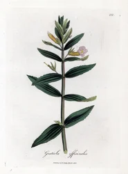 Gratiola officinalis. Incisione a mano colorata su rame da un