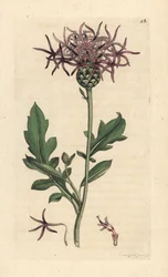 Centaurea scabiosa