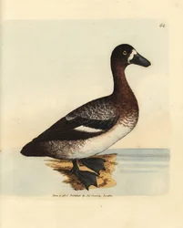 Moretta maggiore, Aythya marila, femmina (Anatra dal volto bianco, Anas fraenata). Incisione a mano colorata da James Sowerby da The British Miscellany, o figure colorate di soggetti animali nuovi, rari o poco conosciuti.