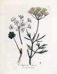 Anice verde, Pimpinella anisum