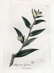 Gromwell officinale - Lithospermum officinale. Incisione a mano colorata da un