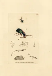 Coleottero carabide, Drypta dentata