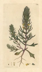 Pino di terra, Ajuga chamaepitys