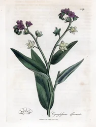 Lingua di cane, Cynoglossum officinale. Incisione a mano colorata da un