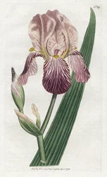 Iris con odore di sambuco