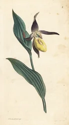 Scarpetta di Venere, Cypripedium calceolus. Incisione a mano colorata da un