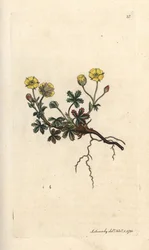 Potentilla a grandi fiori, Potentilla grandiflora. Incisione a mano colorata su rame da un