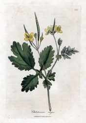 Chelidonia maggiore, Chelidonium majus. Incisione a mano colorata da un