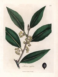 Alloro