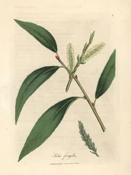 Foglie e amenti del salice fragile, Salix fragilis