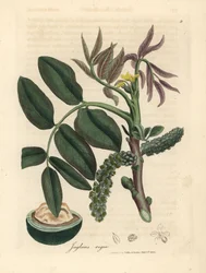 Foglie, fiore giallo e noce del noce comune, Juglans regia
