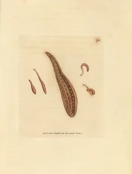 Sanguisuga, Hirudo circulans