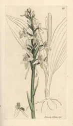 Orchidea farfalla minore, Platanthera bifolia