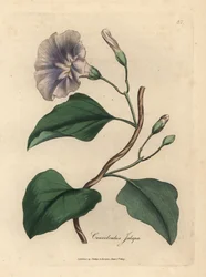 Convolvolo jalapa a fiori lilla, Colvolvulus jalapa