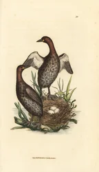 Tuffetto, Tachybaptus ruficollis (piccolo svasso dal mento nero, Colymbus hebridicus?). Coppia sul nido con tre uova. Incisione su rame acquerellata a mano di James Sowerby da The British Miscellany, or Coloured figures of new, rare, or little known