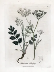 Sassifraga bruciata - Pimpinella saxifraga. Incisione a mano colorata su rame da un
