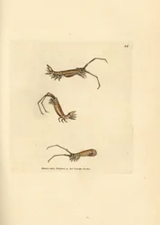Isopode a corna lunghe, Astacilla longicornis (Oniscus longicornis)