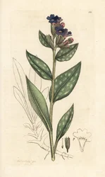 Polmonaria, Pulmonaria officinalis. Incisione a mano colorata su rame da un