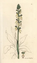 Orchidea uomo, Orchis anthropophora. Incisione a mano colorata su rame da un