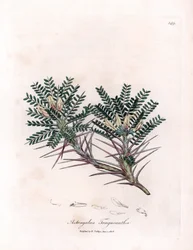 Astragalo di Marsiglia - Astragalus tragacantha. Incisione a mano colorata da un