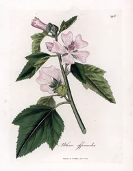 Althaea officinalis. Incisione a mano colorata su rame da un