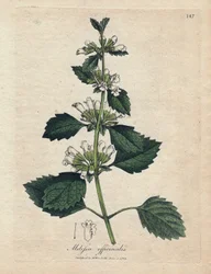Melissa officinale, Melissa officinalis