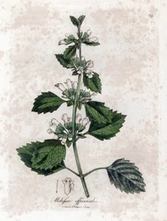 Melissa officinalis. Incisione a mano colorata da un
