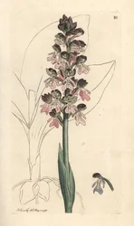 Orchidea militare, Orchis militaris Incisione a mano colorata da un