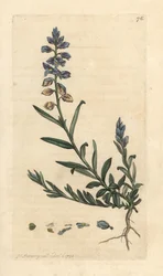 Polygala vulgaris. Incisione a mano colorata su rame da un