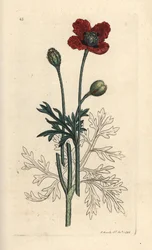 Papaver hybridum. Incisione a mano colorata su rame da un
