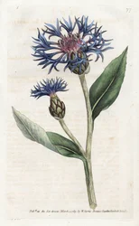 Centaurea montana o Mirtillo perenne